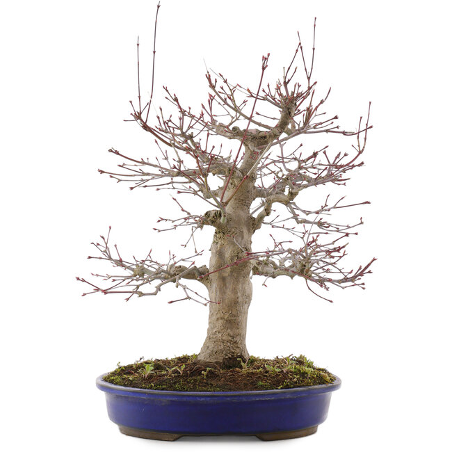 Acer palmatum, 41 cm, ± 20 años, en maceta con chip