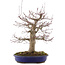 Acer palmatum, 41 cm, ± 20 years old, in a pot with a chip
