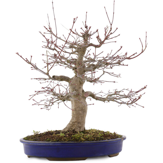 Acer palmatum, 41 cm, ± 20 años, en maceta con chip