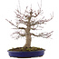 Acer palmatum, 41 cm, ± 20 years old, in a pot with a chip