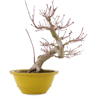 Acer palmatum, 31 cm, ± 15 años