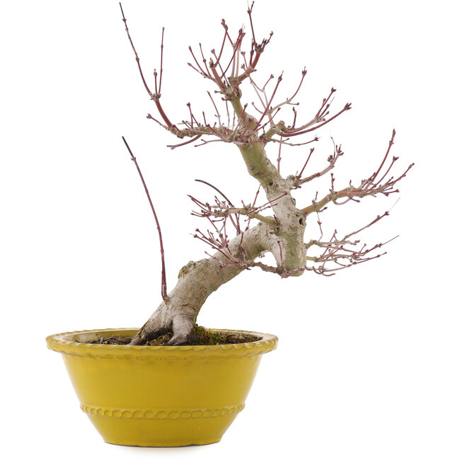 Acer palmatum, 31 cm, ± 15 years old