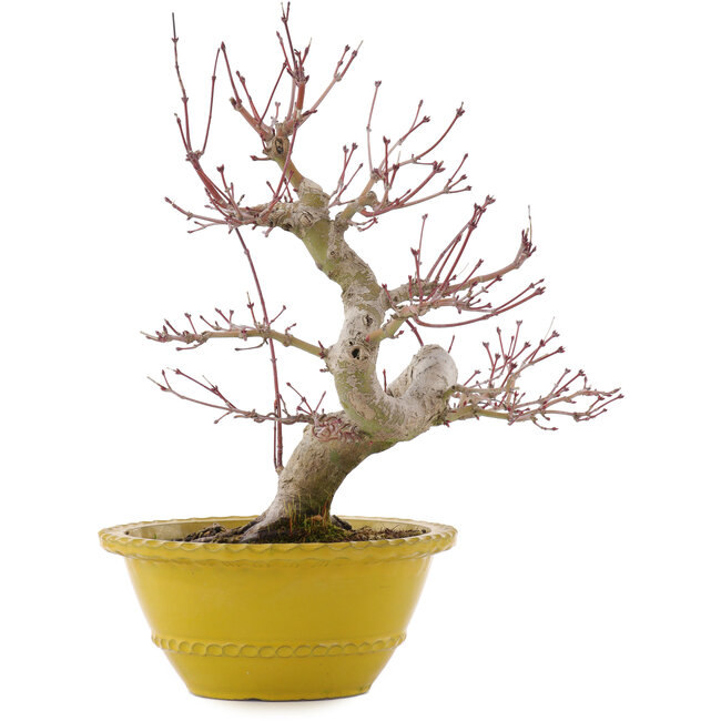 Acer palmatum, 31 cm, ± 15 Jahre alt