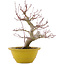 Acer palmatum, 31 cm, ± 15 jaar oud