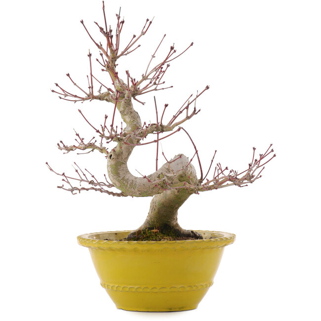 Acer palmatum, 31 cm, ± 15 jaar oud