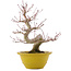 Acer palmatum, 31 cm, ± 15 years old