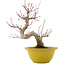 Acer palmatum, 31 cm, ± 15 years old