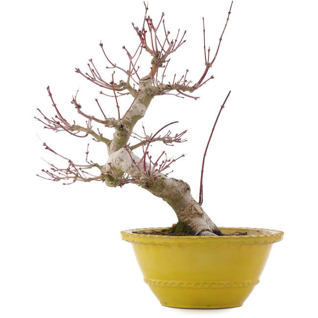 Acer palmatum, 31 cm, ± 15 ans