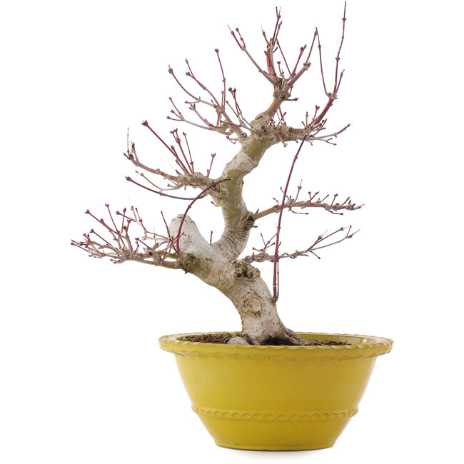 Acer palmatum, 31 cm, ± 15 Jahre alt