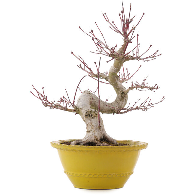 Acer palmatum, 31 cm, ± 15 anni
