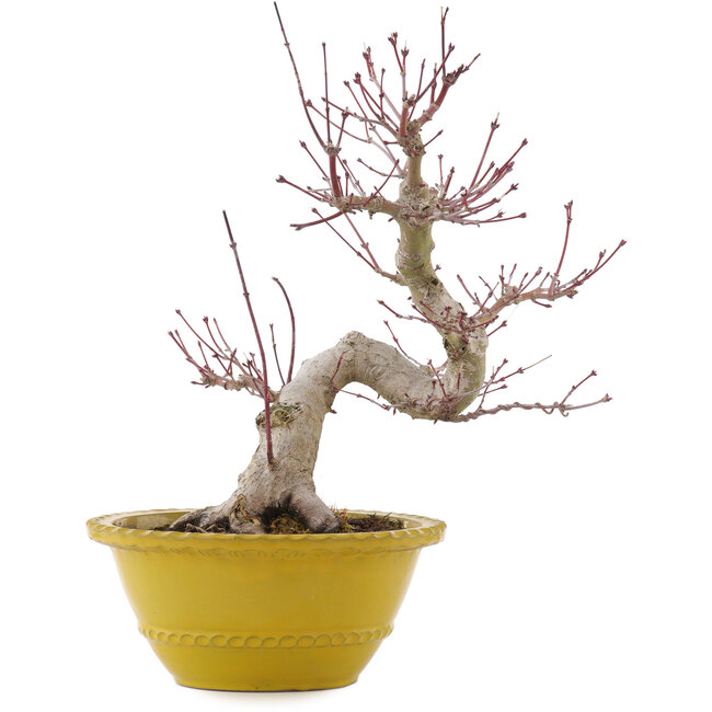 Acer palmatum, 31 cm, ± 15 jaar oud