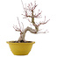 Acer palmatum, 31 cm, ± 15 years old