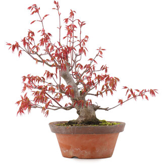 Acer palmatum, 21,5 cm, ± 15 años