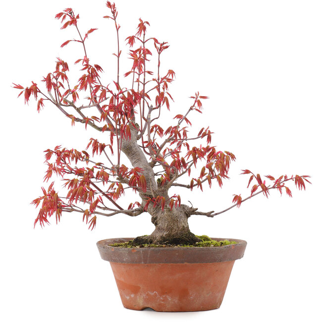 Acer palmatum, 21,5 cm, ± 15 ans