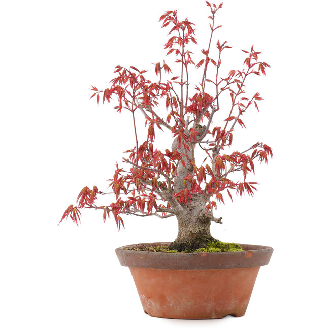Acer palmatum, 21,5 cm, ± 15 Jahre alt