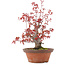 Acer palmatum, 21,5 cm, ± 15 anni