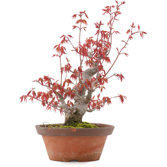Acer palmatum, 21,5 cm, ± 15 Jahre alt