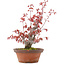 Acer palmatum, 21,5 cm, ± 15 ans