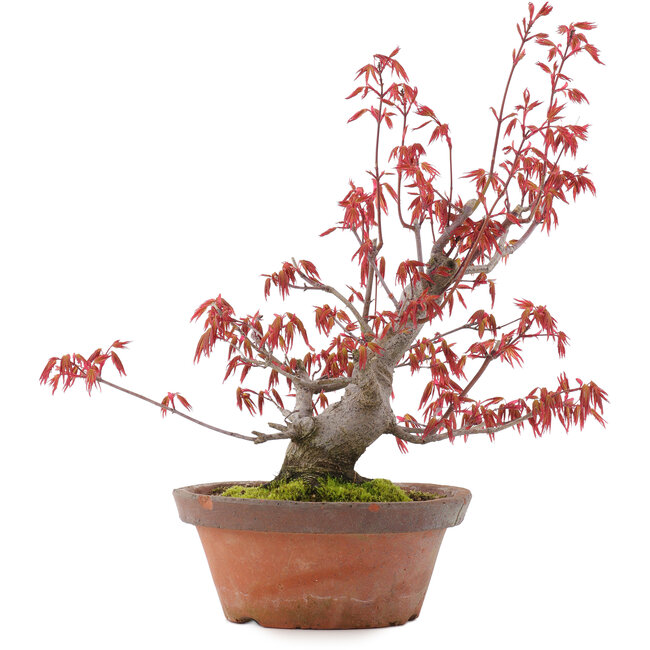 Acer palmatum, 21,5 cm, ± 15 jaar oud