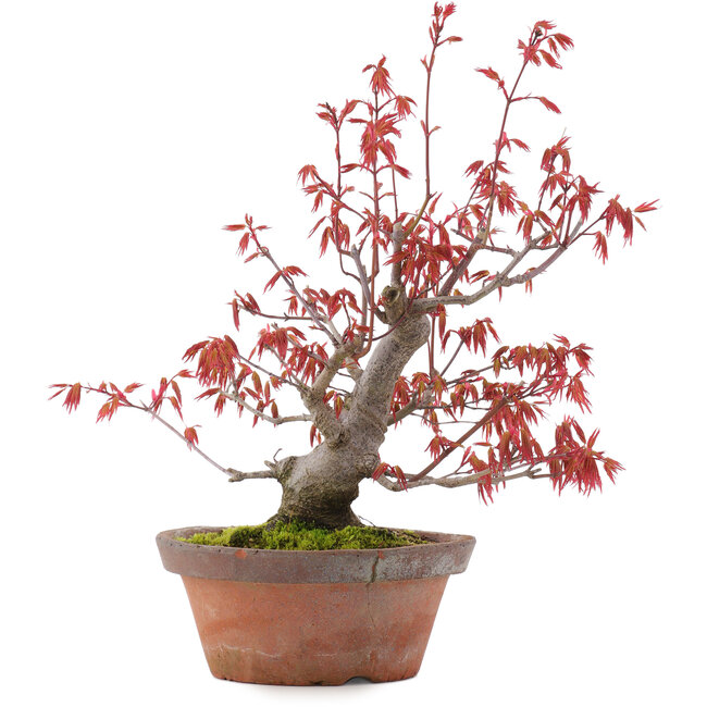 Acer palmatum, 21,5 cm, ± 15 Jahre alt
