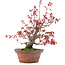 Acer palmatum, 21,5 cm, ± 15 anni