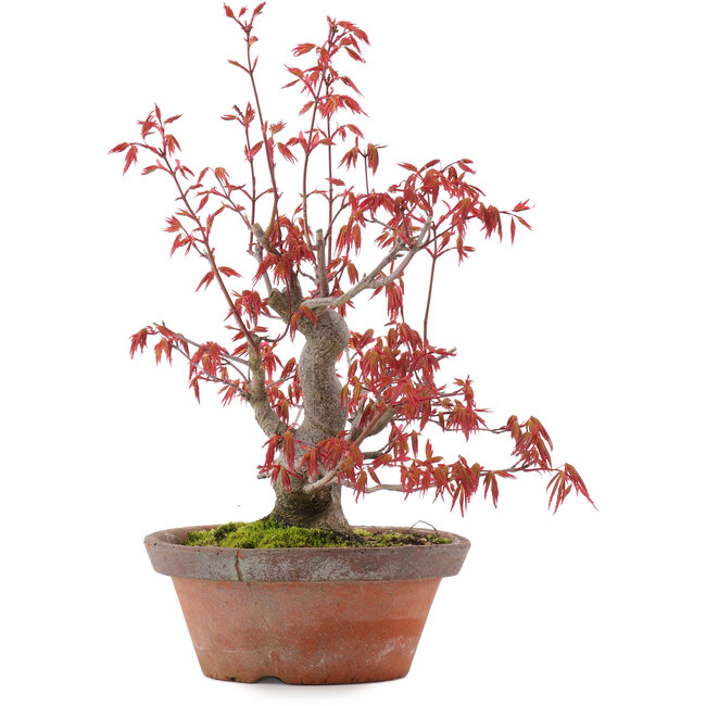 Acer palmatum, 21,5 cm, ± 15 jaar oud