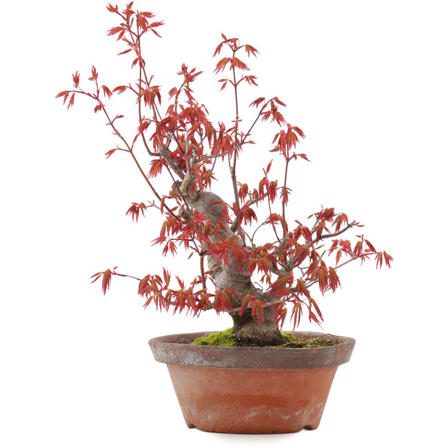 Acer palmatum, 21,5 cm, ± 15 años
