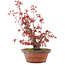 Acer palmatum, 21,5 cm, ± 15 anni