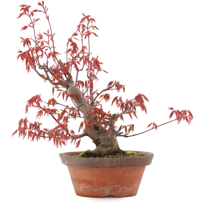 Acer palmatum, 21,5 cm, ± 15 jaar oud