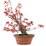 Acer palmatum, 21,5 cm, ± 15 años