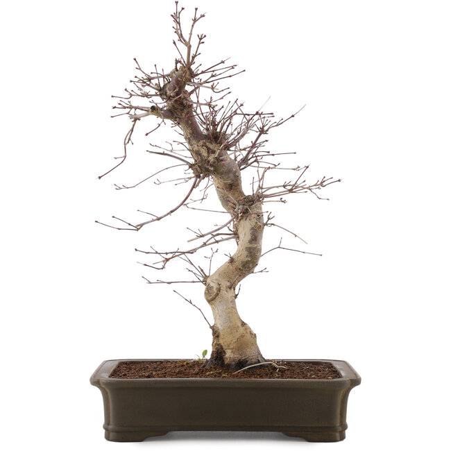 Acer palmatum Deshojo, 43 cm, ± 15 anni