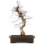 Acer palmatum Deshojo, 43 cm, ± 15 años