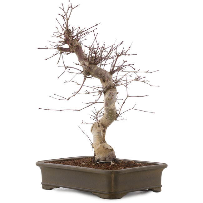 Acer palmatum Deshojo, 43 cm, ± 15 años