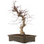 Acer palmatum Deshojo, 43 cm, ± 15 ans