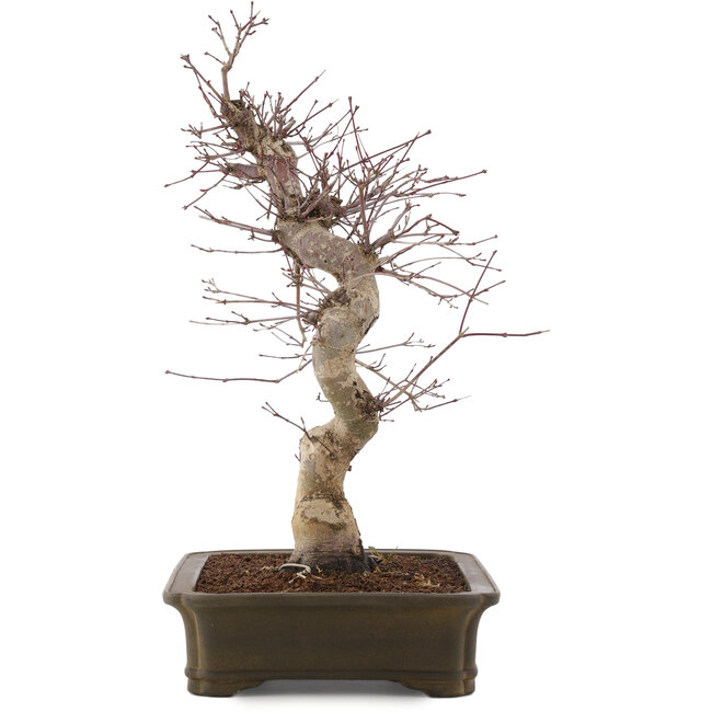 Acer palmatum Deshojo, 43 cm, ± 15 anni
