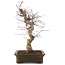 Acer palmatum Deshojo, 43 cm, ± 15 ans