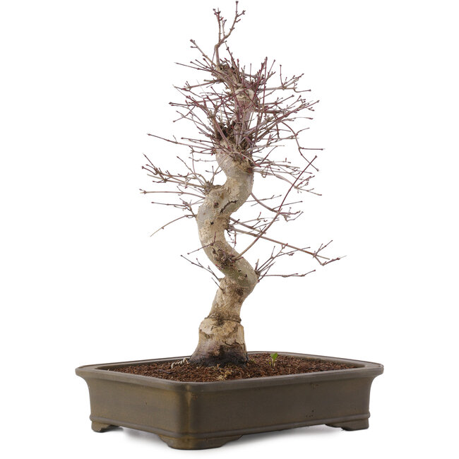 Acer palmatum Deshojo, 43 cm, ± 15 Jahre alt
