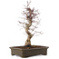 Acer palmatum Deshojo, 43 cm, ± 15 ans