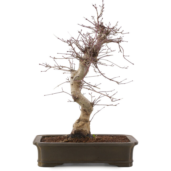 Acer palmatum Deshojo, 43 cm, ± 15 years old