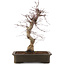Acer palmatum Deshojo, 43 cm, ± 15 Jahre alt