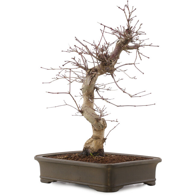 Acer palmatum Deshojo, 43 cm, ± 15 anni