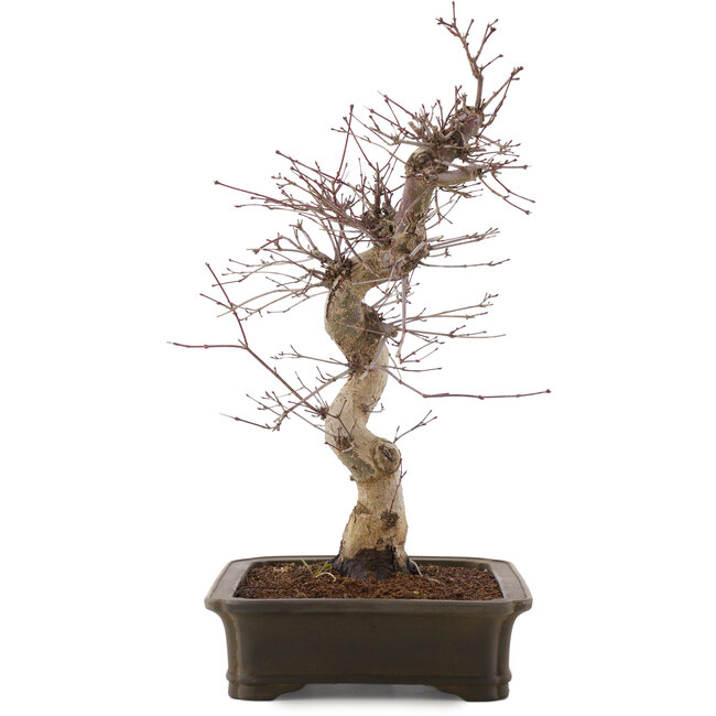 Acer palmatum Deshojo, 43 cm, ± 15 Jahre alt