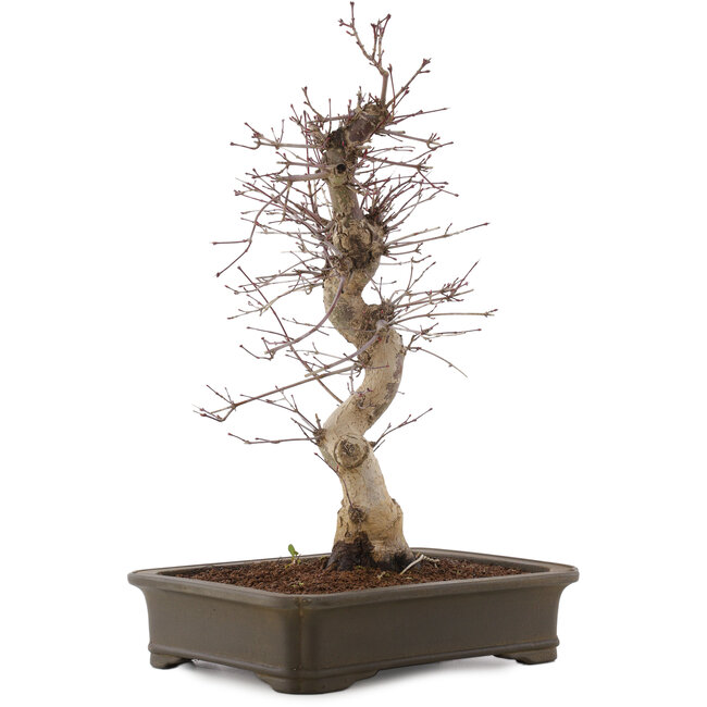 Acer palmatum Deshojo, 43 cm, ± 15 years old