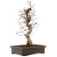 Acer palmatum Deshojo, 43 cm, ± 15 años