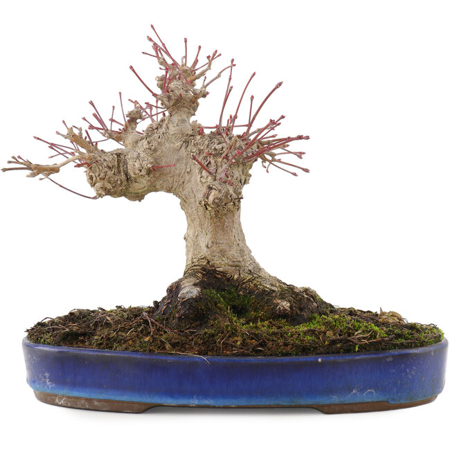 Acer palmatum, 17 cm, ± 20 Jahre alt
