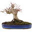 Acer palmatum, 17 cm, ± 20 years old