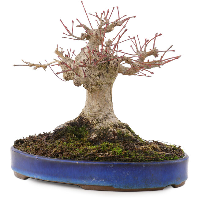 Acer palmatum, 17 cm, ± 20 ans