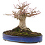 Acer palmatum, 17 cm, ± 20 Jahre alt