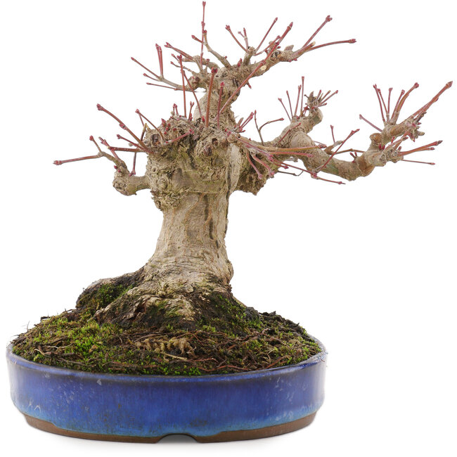 Acer palmatum, 17 cm, ± 20 jaar oud