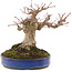 Acer palmatum, 17 cm, ± 20 years old